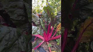 @TrinaMason falls in love with the growing swiss chard plant in the garden September 12 2024 4:31pm