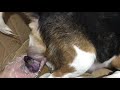 Beagle giving birth