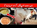 How To Increase Milk and Udder Size of Cows and Buffaloes | Doodh Badhane Desi Nuskha