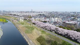 狛江市PR動画「Sakura ×Tama-River × Komae」 cherry blossoms in Komae,Tokyo,Japan