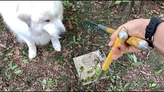 部屋の掃除と栗拾い…お利口に待っていたルンルンとアランです　Great Pyrenees　グレートピレニーズ