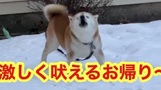 柴犬貴教！ママちんと兄貴を喜びのお出迎え！