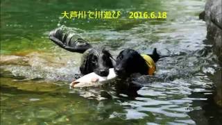 大芦川で川遊び　2016.6.18