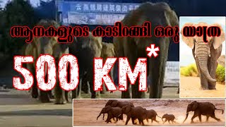 ആനകളുടെ കാടിറങ്ങി ഒരു യാത്ര | 15 ELEPHANTS CONTINUES TREKKING FROM CHINA | 500 kms since STARTING