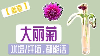 【种植】新奇发现！大丽菊水培/扦插都能活