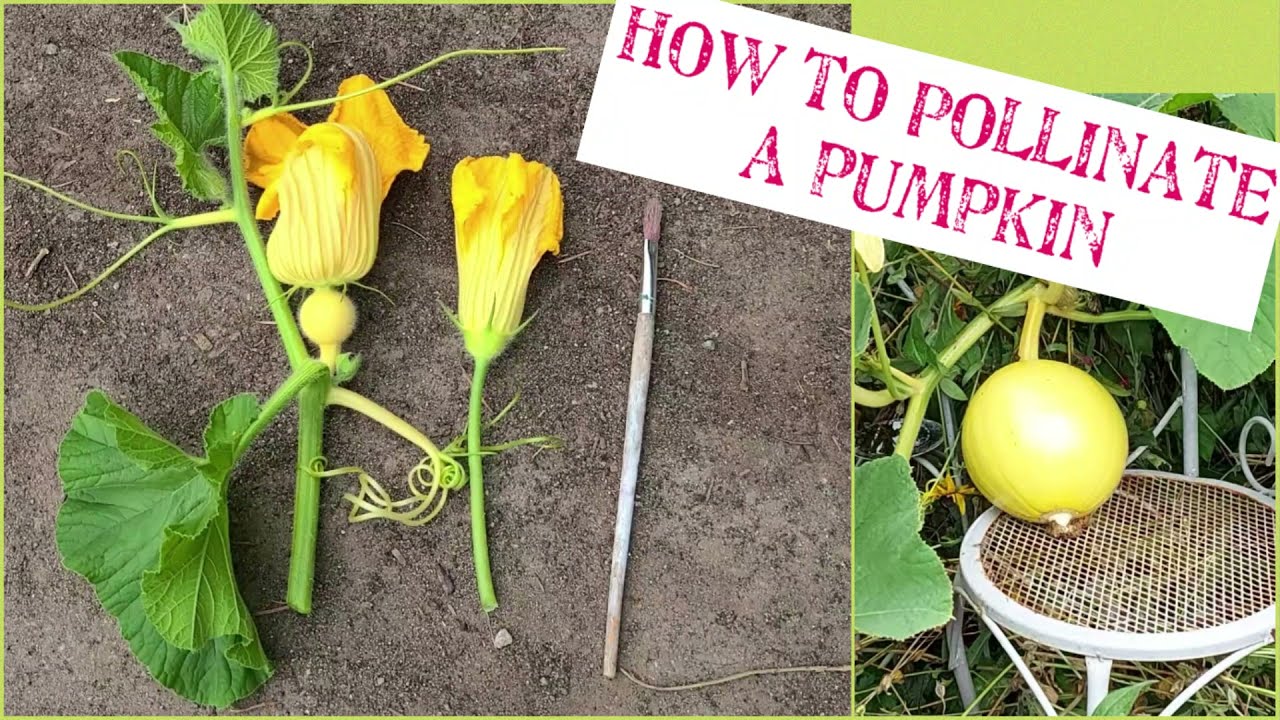 How To Pollinate A Pumpkin Youtube