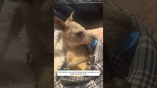 This family rescued a weak baby kangaroo by raising it with love #animalshorts #animalrescue