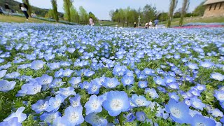 「空色」の花一面、風に揺れ　淡路・国営明石海峡公園でネモフィラ見頃