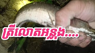 ត្រីលោតអន្លុង...