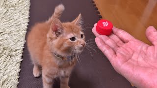 PET bottle cap vs kitten