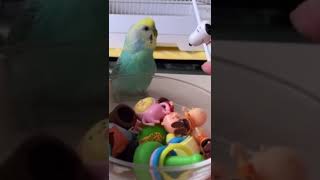 風花ちゃんのおしゃべり(チャーリーは言いたくない日) #セキセイインコ  #おしゃべりインコ #shorts