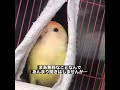 全部見てましたよ 鳥 shorts インコ