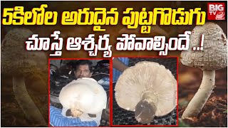 5 kg Rare mushroom in Kundurpi : 5కిలోల అరుదైన పుట్టగొడుగు చూస్తే ఆశ్చర్య పోవాల్సిందే..! | BIGTV