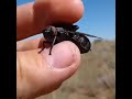 Drone insect caught spying in Africa Believe it or not