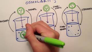 LPA 1B - Osmolarity vs Tonicity