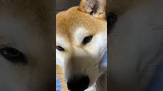 カメラ目線を忘れない犬 #short #shorts