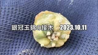 銀冠玉錦の接木　2023 10 11