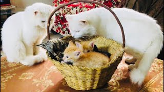 Identical Twin Kittens in Basket Adult Cats Schocked to see them