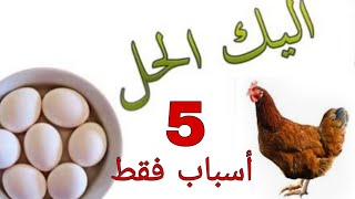 خمسة اشياء تمنع الدجاجة من وضع البيض.Five things prevent the chicken from laying eggs