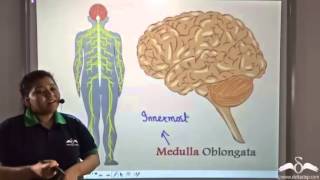 Medulla Oblongata