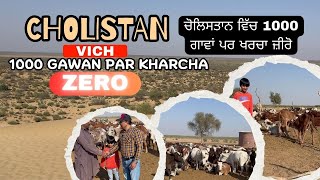 CHOLISTAN Vich 1000 Gawan Par Kharcha Zero - ਚੋਲਿਸਤਾਨ ਵਿੱਚ 1000 ਗਾਵਾਂ ਪਰ ਖਰਚਾ ਜ਼ੀਰੋ - چولستان