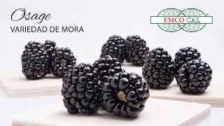 EMCO CAL - Osage Variedad de Mora - Subtitulo en Español