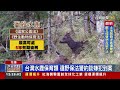 錐麓隧道坍方封 驚傳工程人員獵殺水鹿