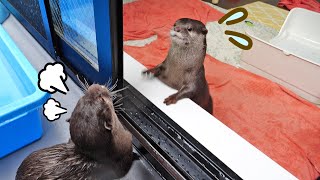 プールで段々とヒートアップするカワウソのビンゴとベル｜Otter Bingo\u0026Belle get extreme in pool