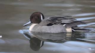 Northern pintail hunting  صوت البلبول waterfowl