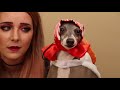 My Dogs Try On Halloween Costumes