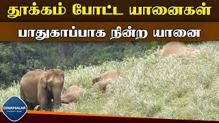 உண்ட மயக்கத்தில் குட்டி துாக்கம் போட்ட யானைகள்  Sleeping elephants in the forest  Nilgiris