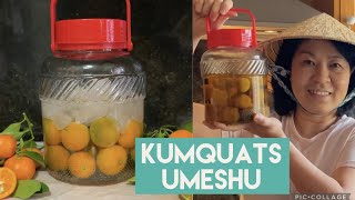 HOW TO MAKE KUMQUAT WINE : UMESHU KUMQUATS 🍊🍶 RƯỢU TẮC