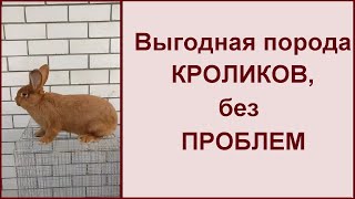 Ищете выгодную породу кроликов? НЗК - красный новозеландский