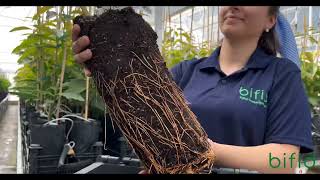 bifid tree nursery 🌱 bifid fidan üretim işletmeleri