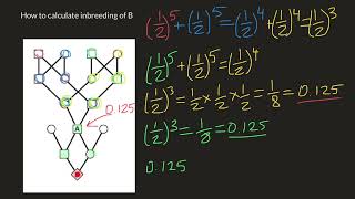 Advanced inbreeding calculations