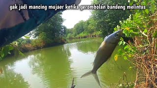 Mancing bandeng muara