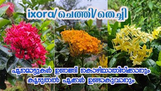 ixora/ചെത്തി/തെച്ചി സമ്പൂർണ പരിപാലനം|perfect care of ixora