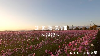 🌺コスモス畑2022～final～ひまわりの丘公園より