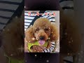 ラッキーハンド！ 犬 dog トイプードル 肉球 lucky kawaii funny