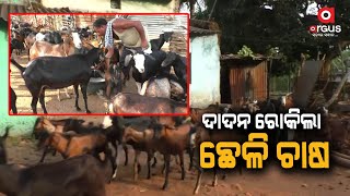 Kandhamal: A couple to be daily  labourers are now successful Goat Farmers