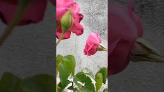 இப்படி செஞ்சா ரோஜா செடி வெயில் காலத்திலும் பூக்கள் பூக்கும்#rose #gardeningtips #rosemaintenance