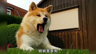 倔强又忠诚的秋田犬！