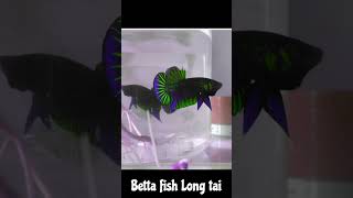 Real Wild Betta fish #bettafish #fishtank #ปลากัดป่า #thailand #fishtank #fishbowl #shorts