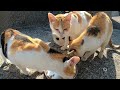 猫島のお腹を空かしたかわいい猫たちにカルカン kalkan とちゅ～るを給餌したら一瞬でなくなった 野良猫 感動猫動画 asmr