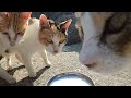 猫島のお腹を空かしたかわいい猫たちにカルカン kalkan とちゅ～るを給餌したら一瞬でなくなった 野良猫 感動猫動画 asmr