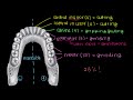 teeth gastrointestinal system physiology nclex rn khan academy