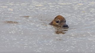 Newborn water buffalo can swim follow their mother