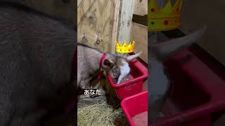 マタイの福音書 4:1-11 #農場 #動物 #animals #読む