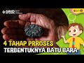 Bagaimana Proses Terbentuknya Batu Bara, yang Menjadi Bahan Bakar Listrik Tenaga Uap