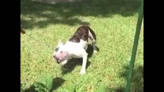 Old English Bulldog - Wasserratte Sparky